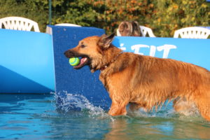 piscine patt'eau joie caniskol