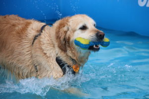 piscine patt'eau joie caniskol